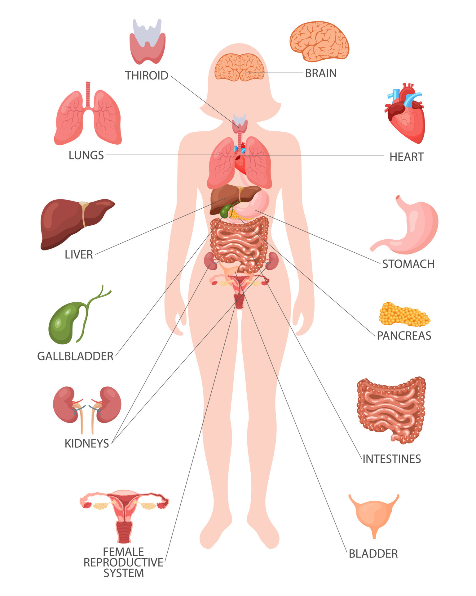 Infographic poster with the internal organs of the female body