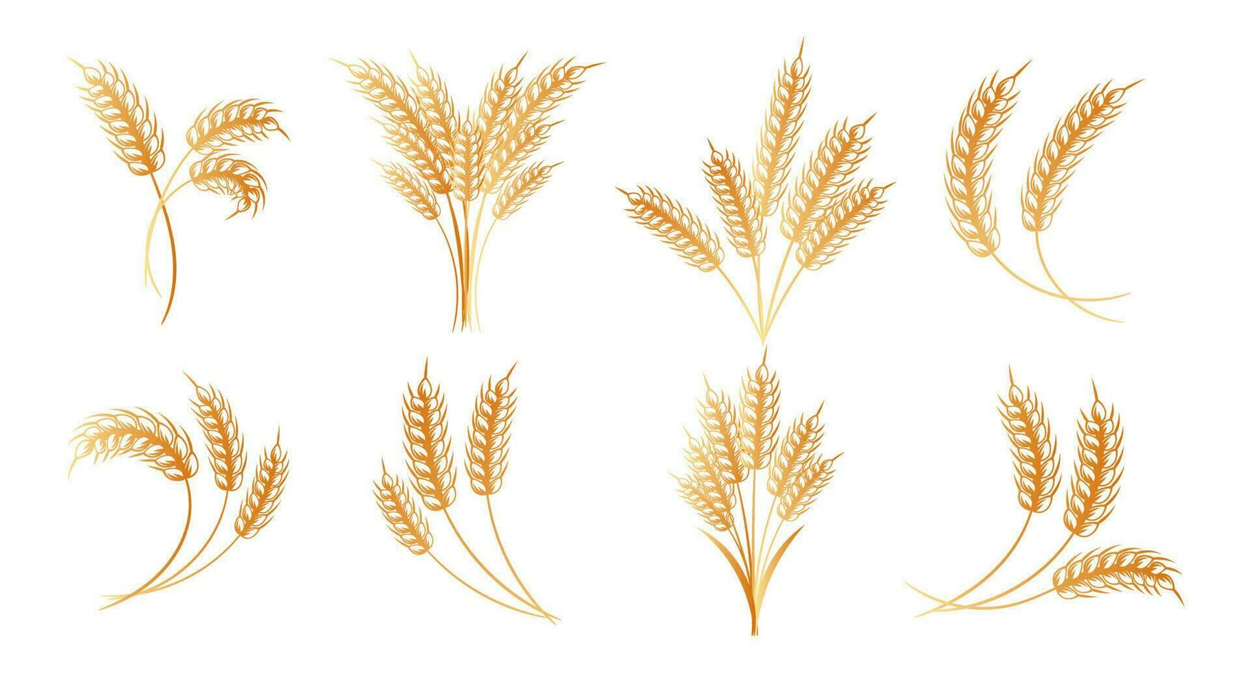 Set of logos from spikelets of wheat, rye, barley, golden design. Decor elements, icons, vector