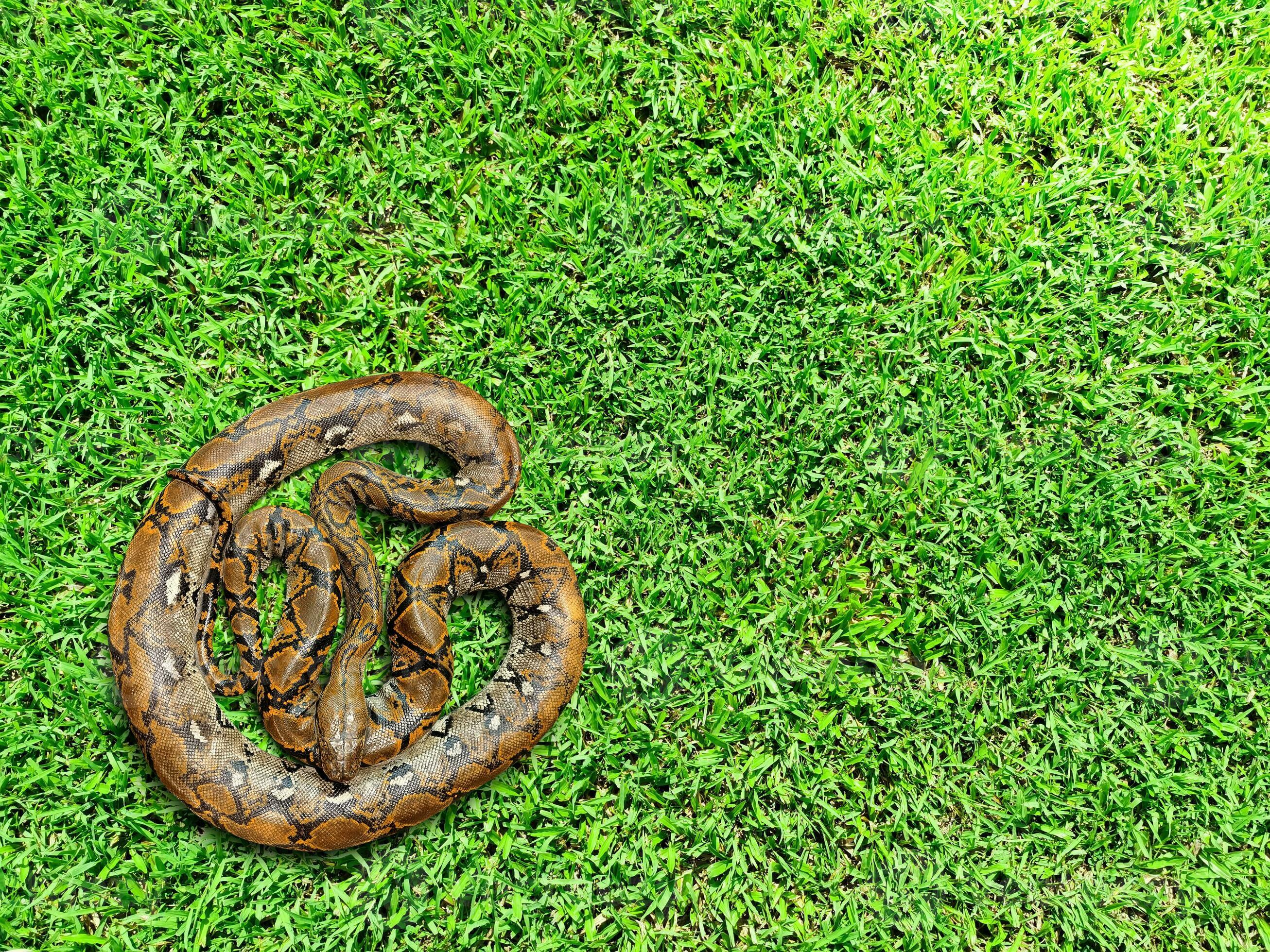 Burmese python on grass background. Top view. 23349066 Stock Photo at ...