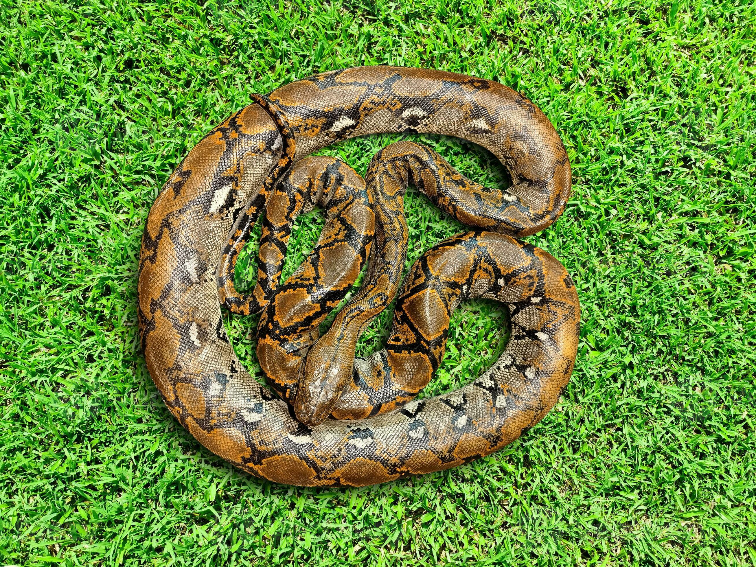 Burmese python on grass background. Top view. 23349122 Stock Photo at ...