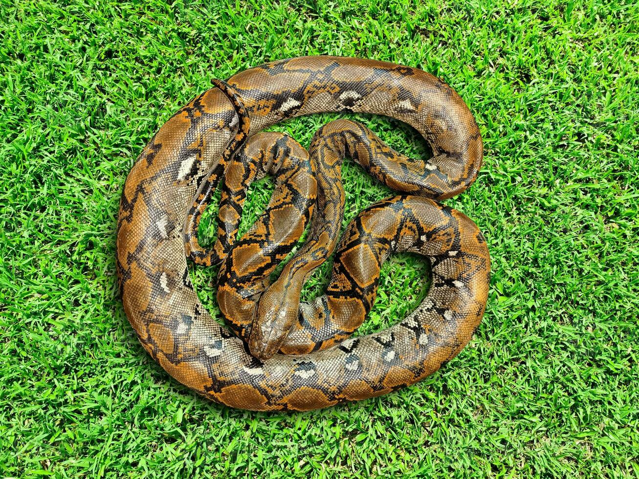 Burmese python on grass background. Top view. photo