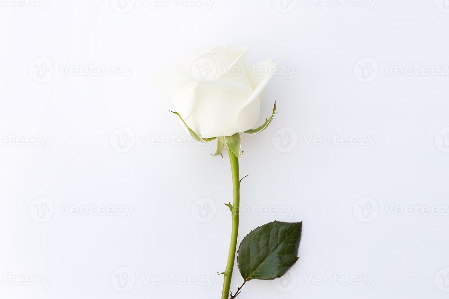 Beautiful white rose on white background with copy space. photo