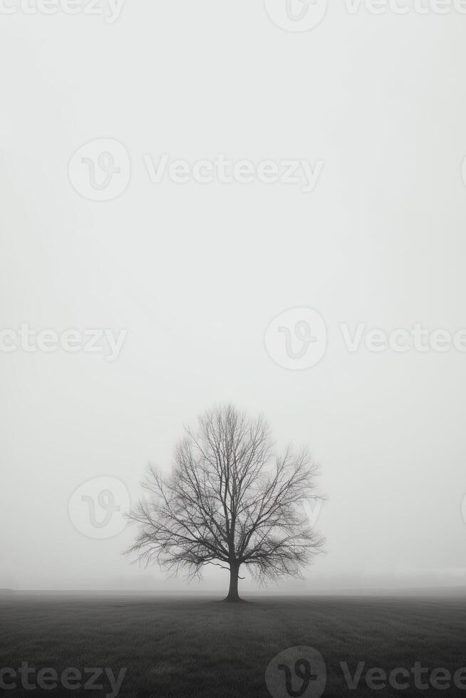 a lone tree stands alone in a foggy field with copy space for text. photo