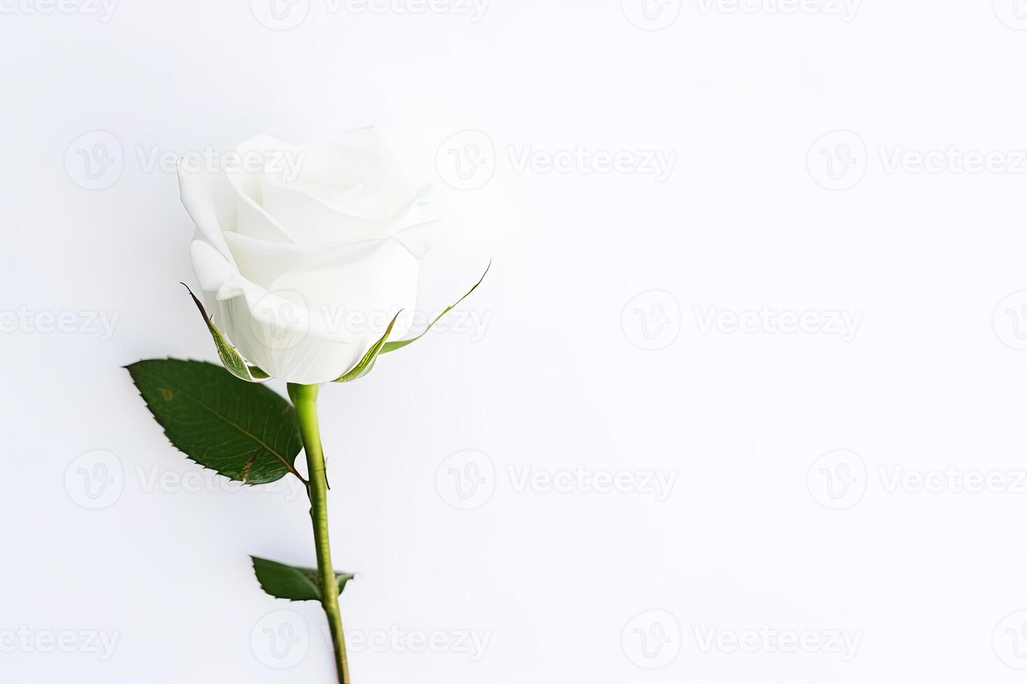 Beautiful white rose on white background with copy space. photo