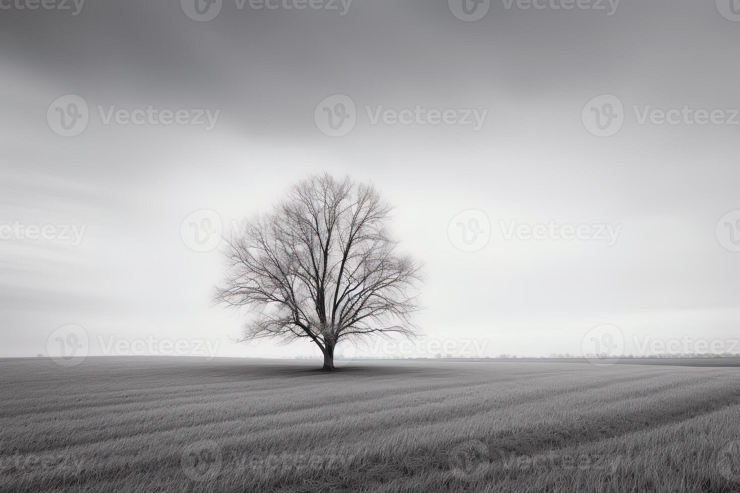 a lone tree stands alone in a foggy field. photo