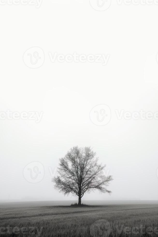 a lone tree stands alone in a foggy field with copy space for text. photo