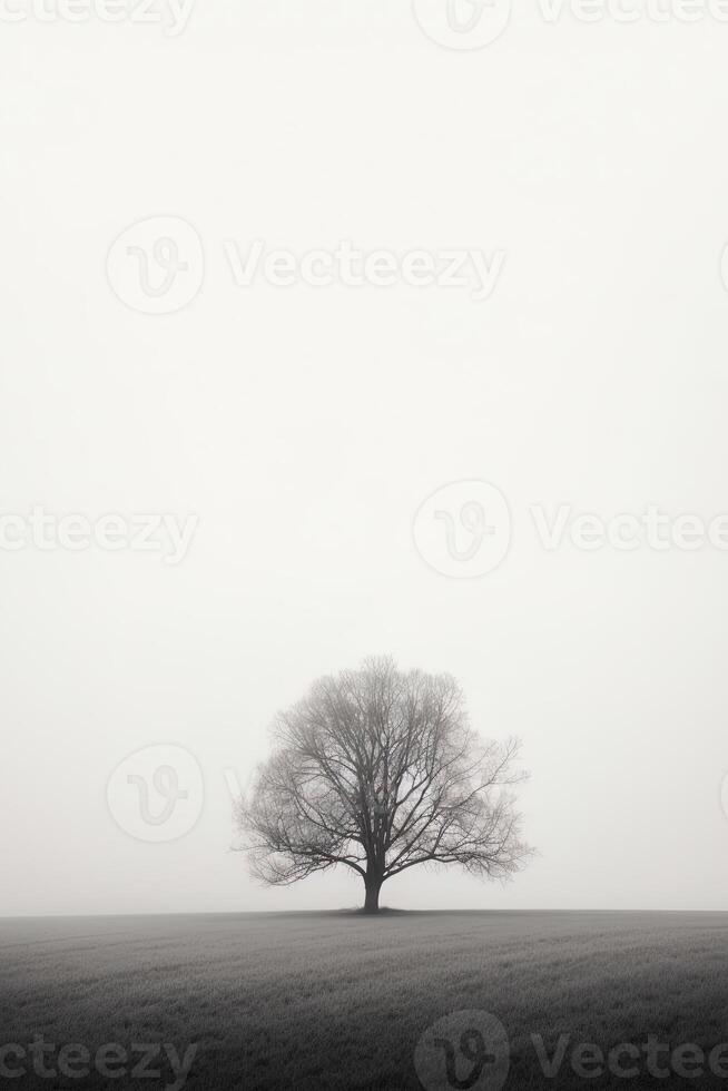 a lone tree stands alone in a foggy field with copy space for text. photo