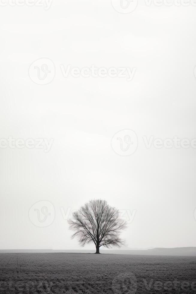 a lone tree stands alone in a foggy field with copy space for text. photo