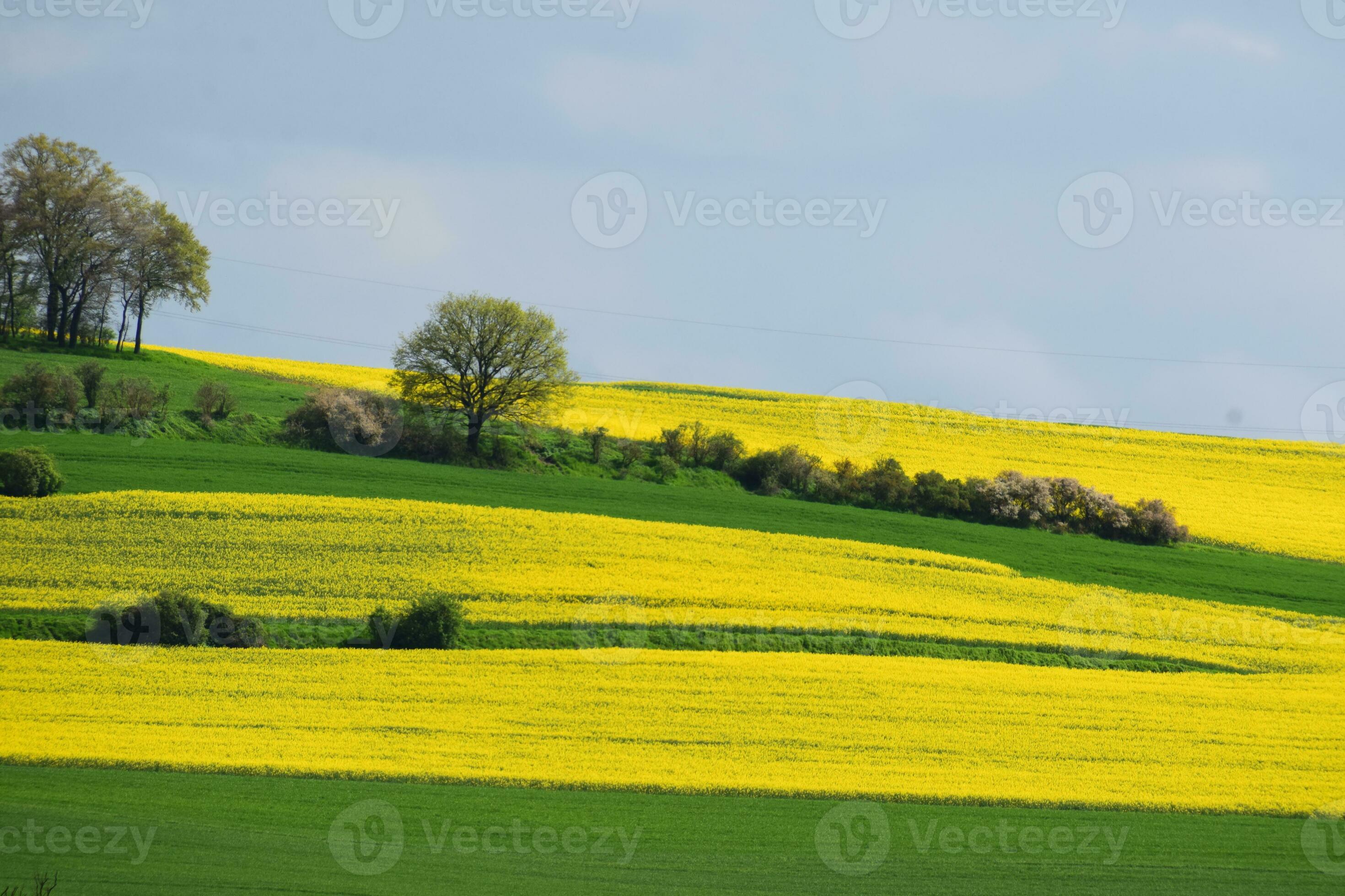 Green and Yellow Fields in Spring 23351529 Stock Photo at Vecteezy