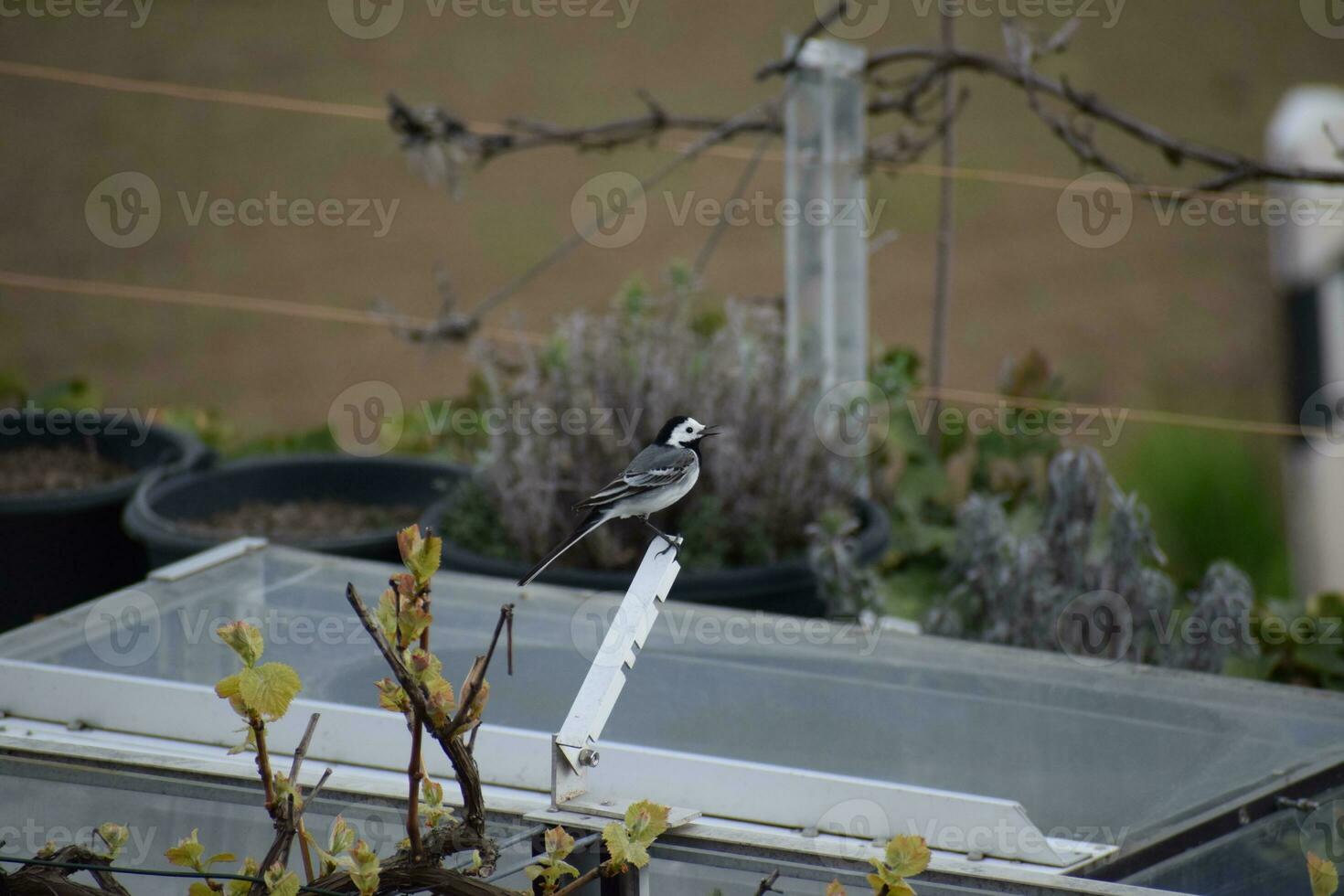 White Wagtail isolated, side view photo