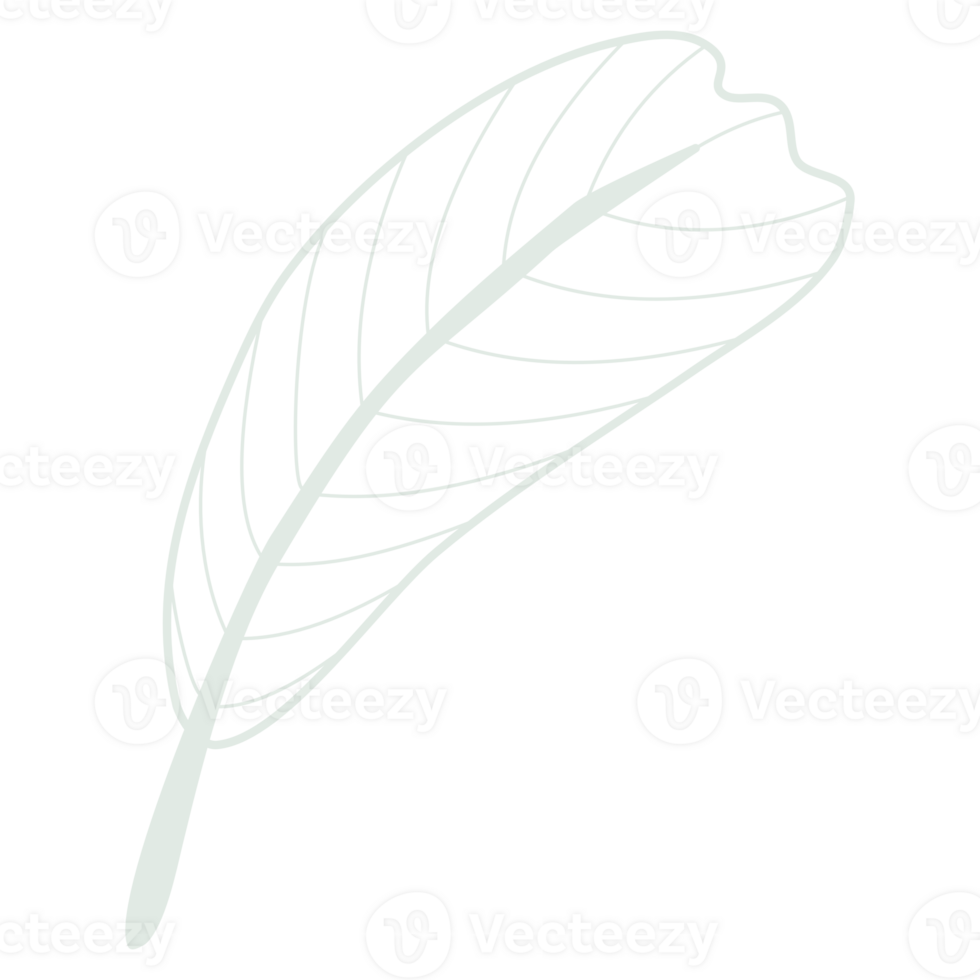 Line art leaf png