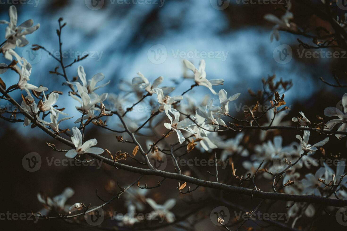 Bush with white magnolias in the park, spring day photo