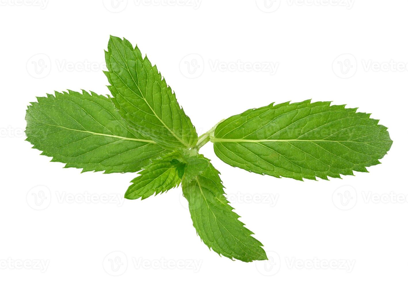 Green mint leaf on white isolated background, close up photo