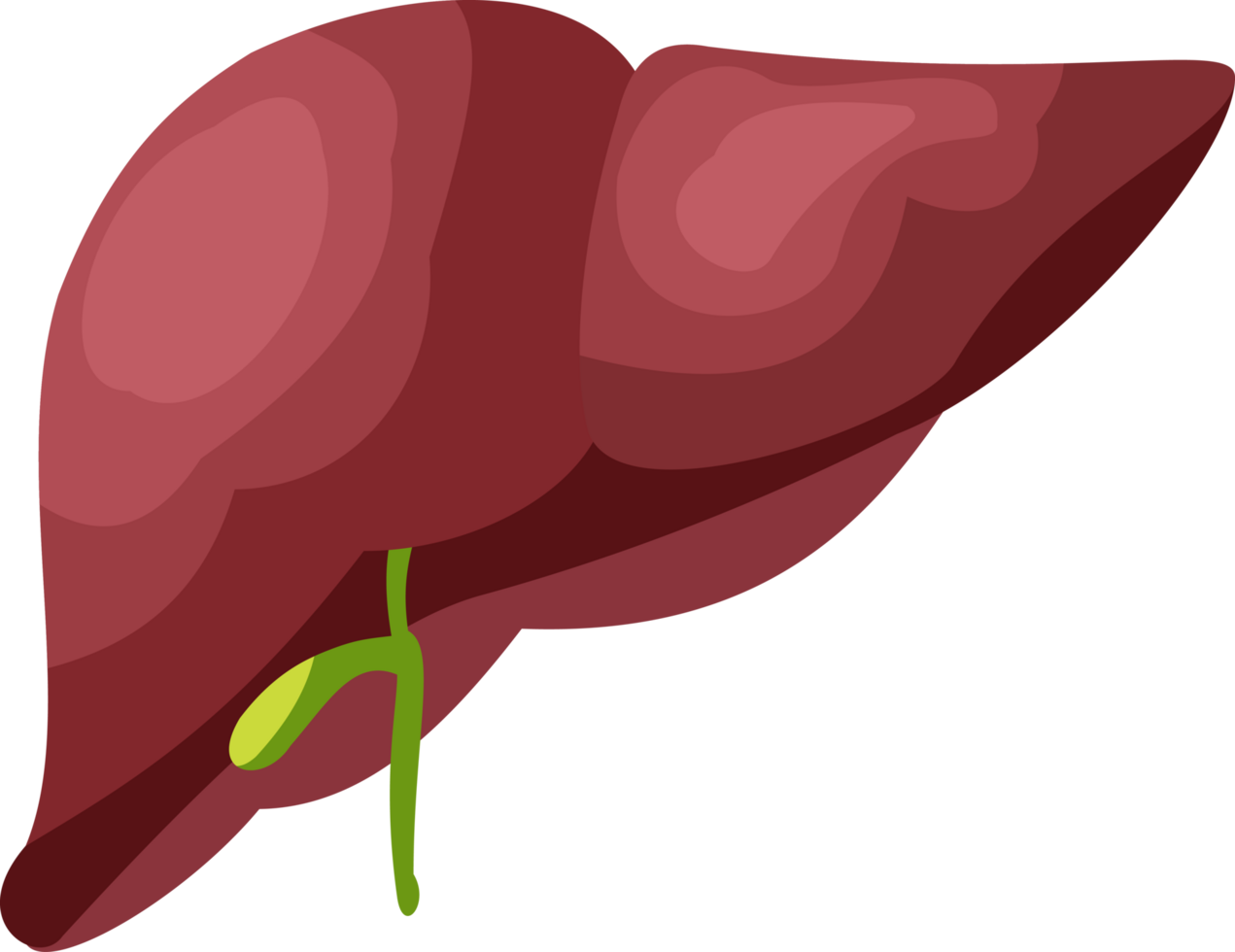 illustration of human liver organ. liver organ flat design png