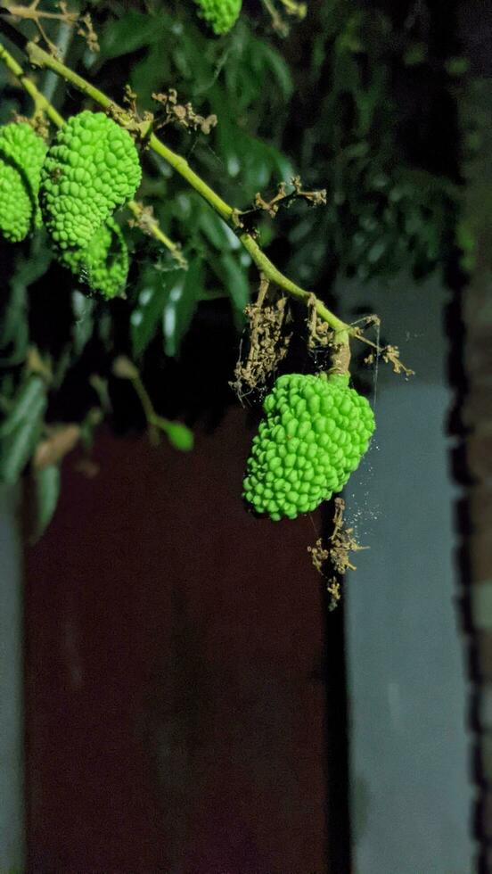 un más hermosa pequeño lychee retrato noche capturar con destello ligero. difuminar natural fondo en Bangladesh foto