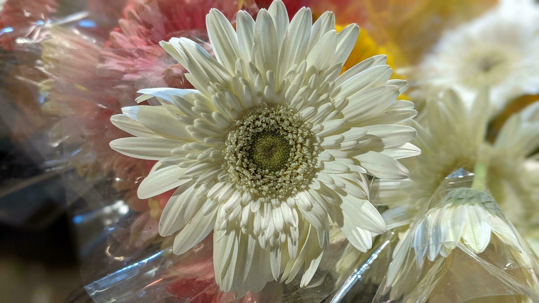 Flower Daisy Isolated on portrait blur Background. night shoot low light. Macro Closeup photo