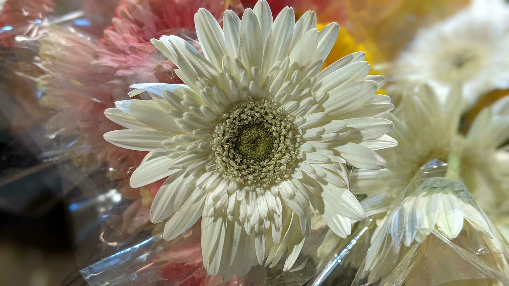 flor margarita aislado en retrato difuminar antecedentes. noche disparar bajo ligero. macro de cerca foto