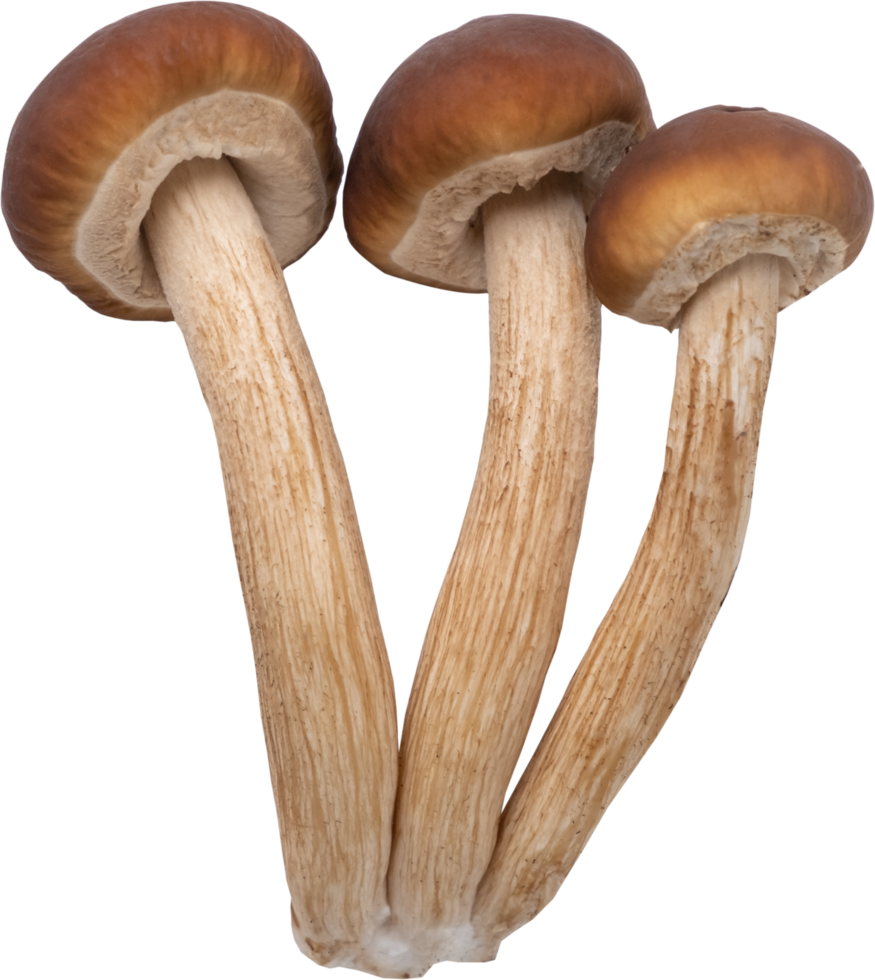 enoki mushroom cut out on transparent background. png