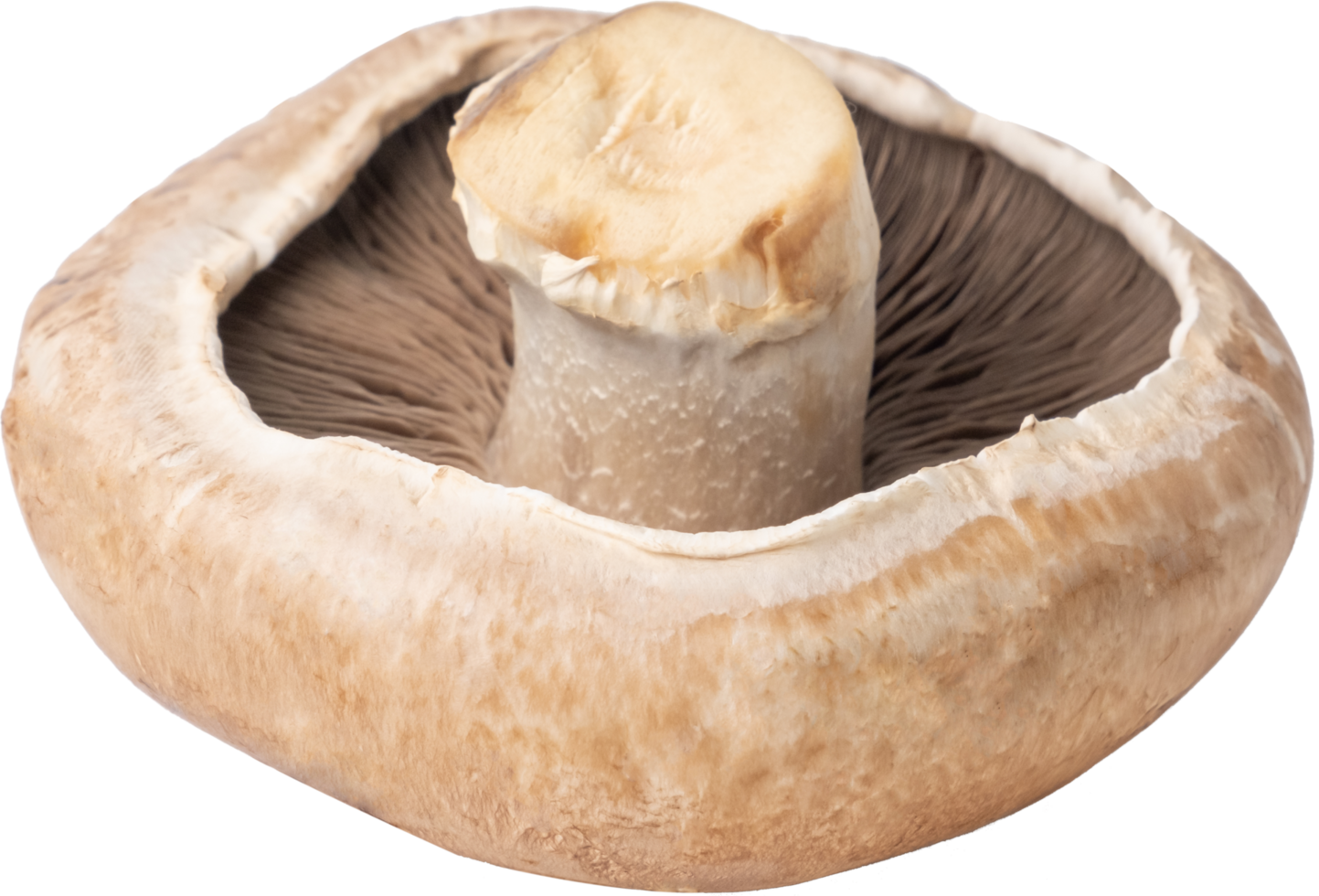 portobello champignon Couper en dehors sur transparent Contexte. png