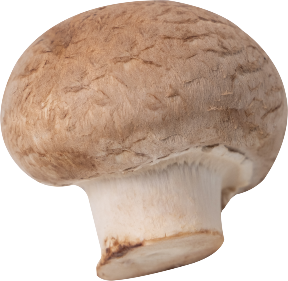 cremini mushroom cut out on transparent background. png