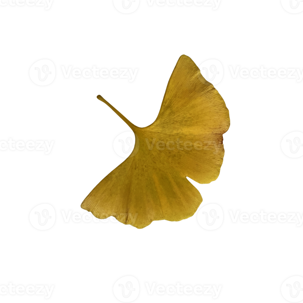 Yellow fresh ginkgo leaf isolated, medicinal organic plant close-up, clipping path cutout object, eco-friendly environment concept png