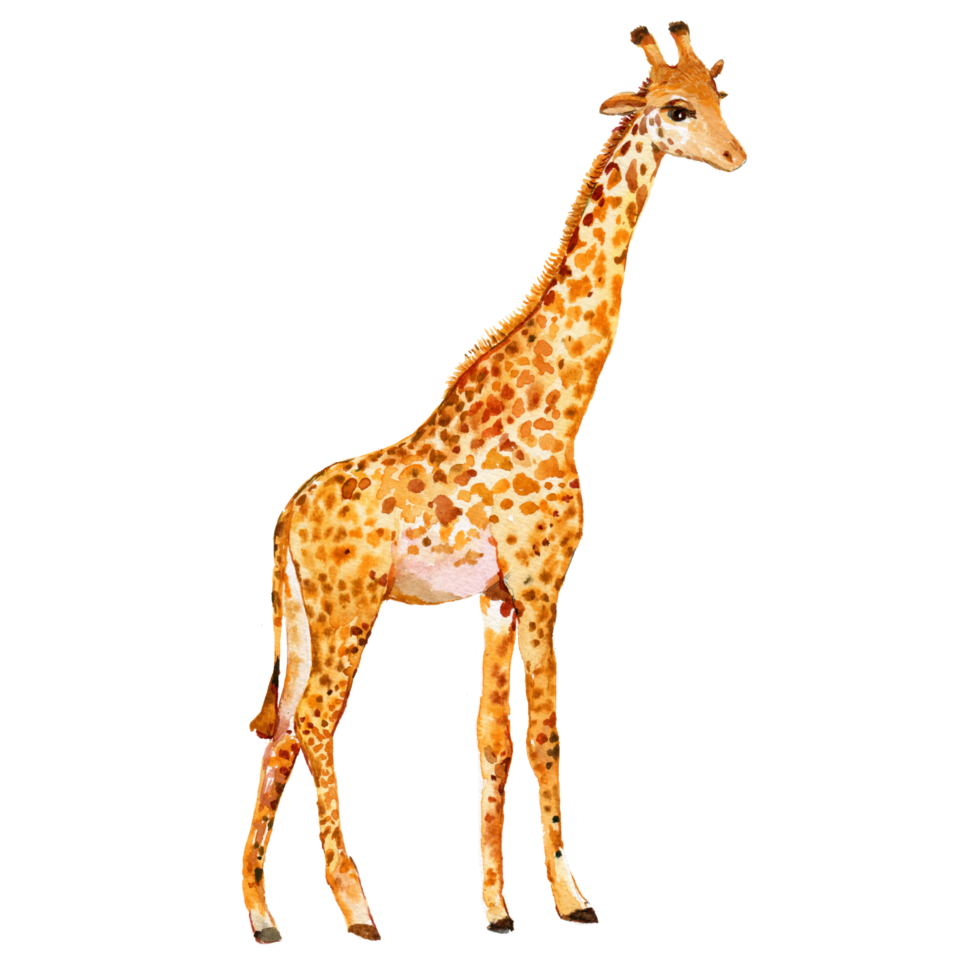 Free Giraffe cartoon style illustration. 23353958 PNG with Transparent ...