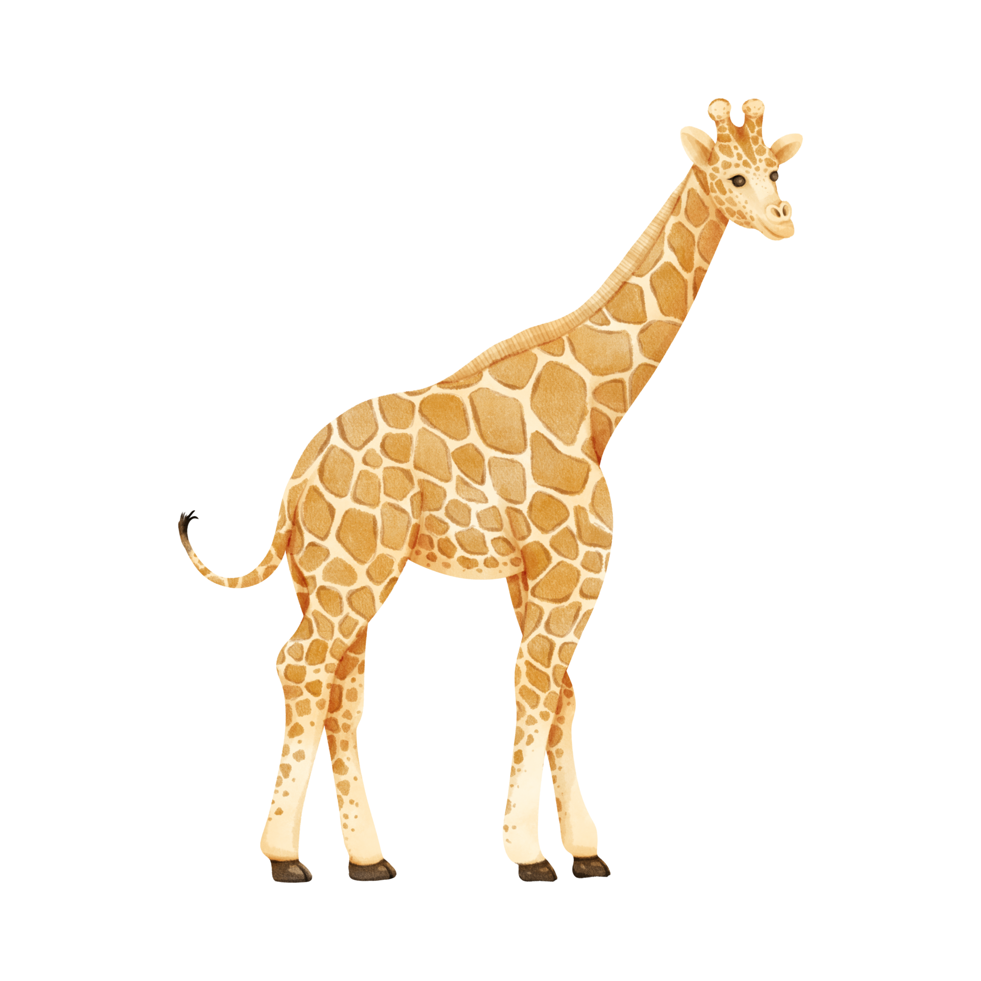 Giraffe Cartoon Illustration Png 1800x1800px Giraffe - vrogue.co