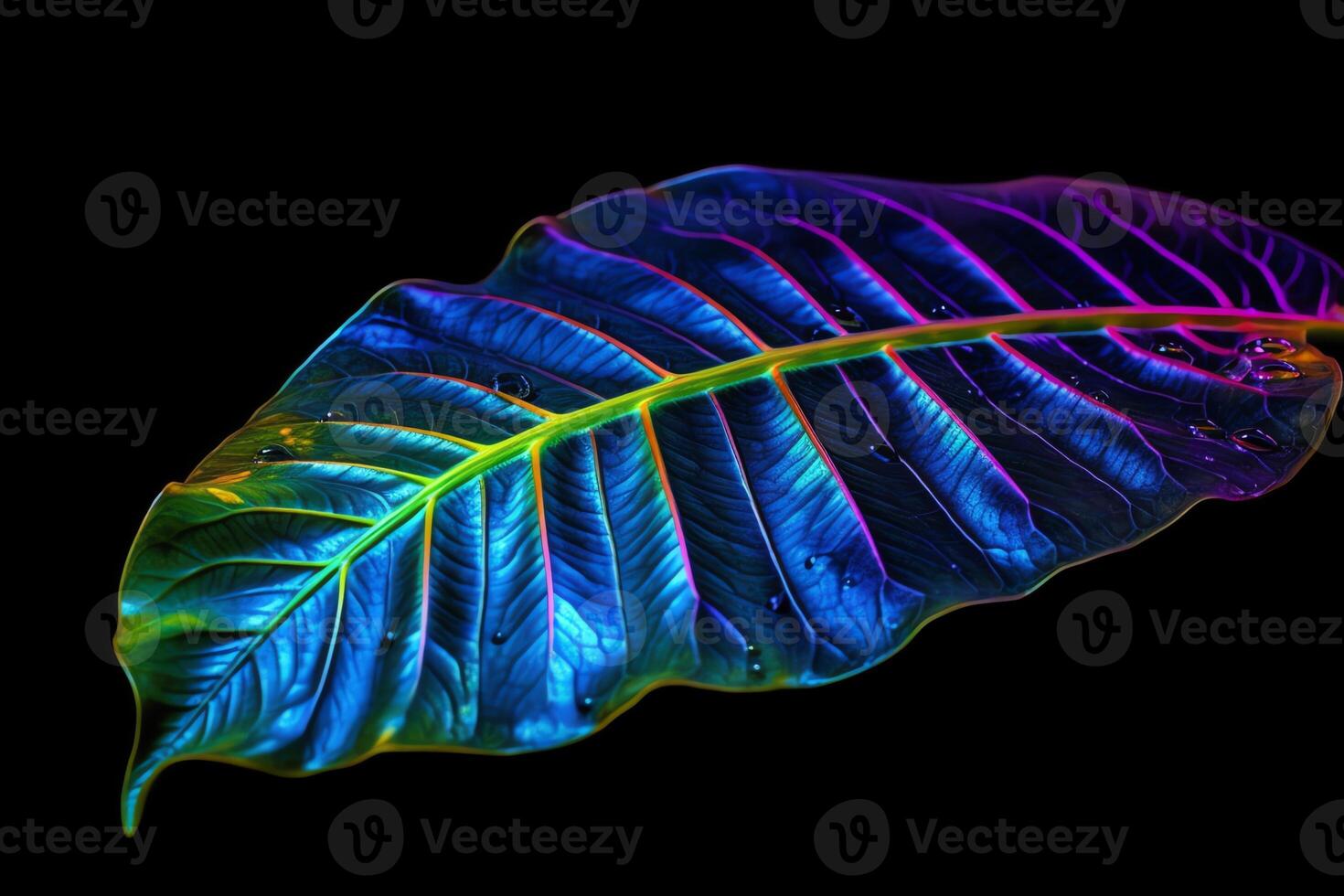 Tropical leaf est glow in the black light background high contrast. photo