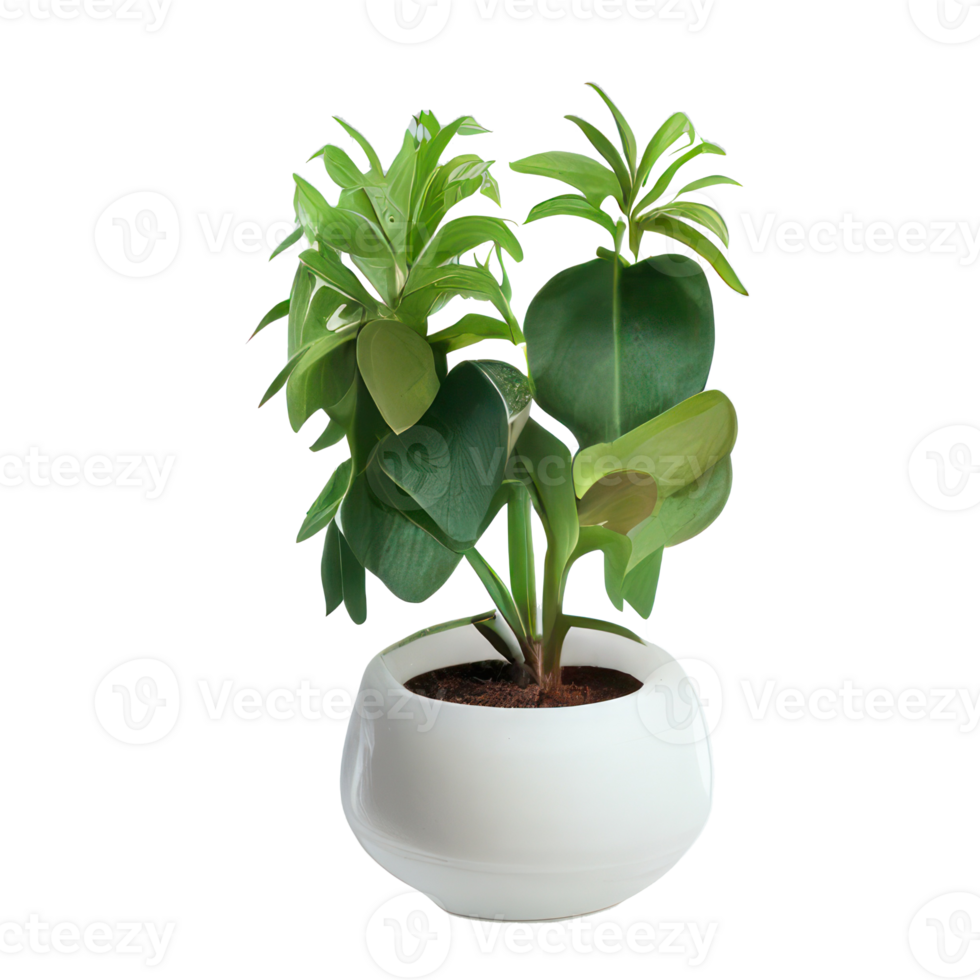 Beautiful plants in ceramic pots . png