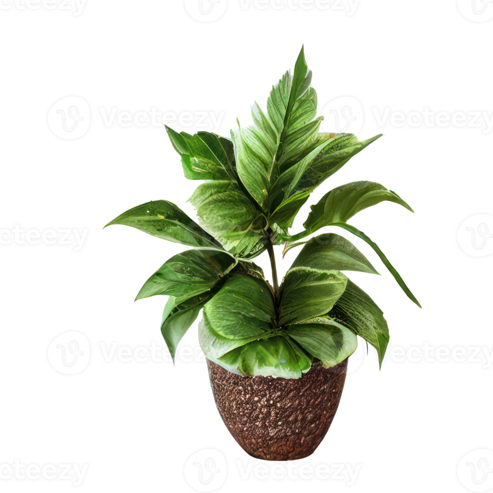 Beautiful plants in ceramic pots . png