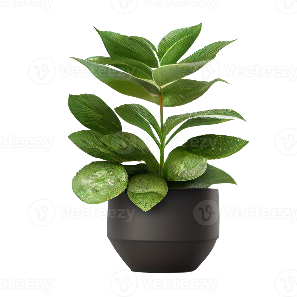 Beautiful plants in ceramic pots . png