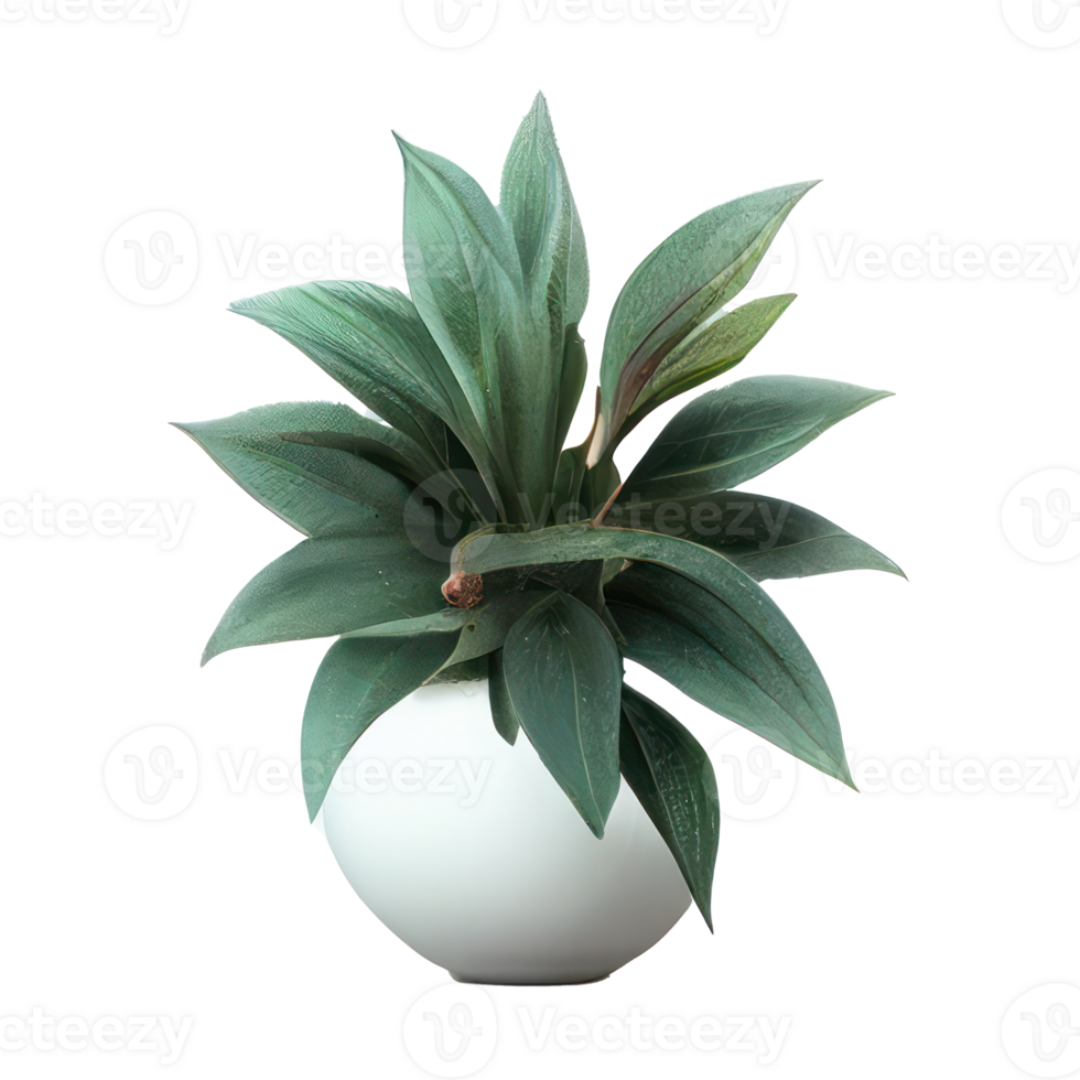 Beautiful plants in ceramic pots . png