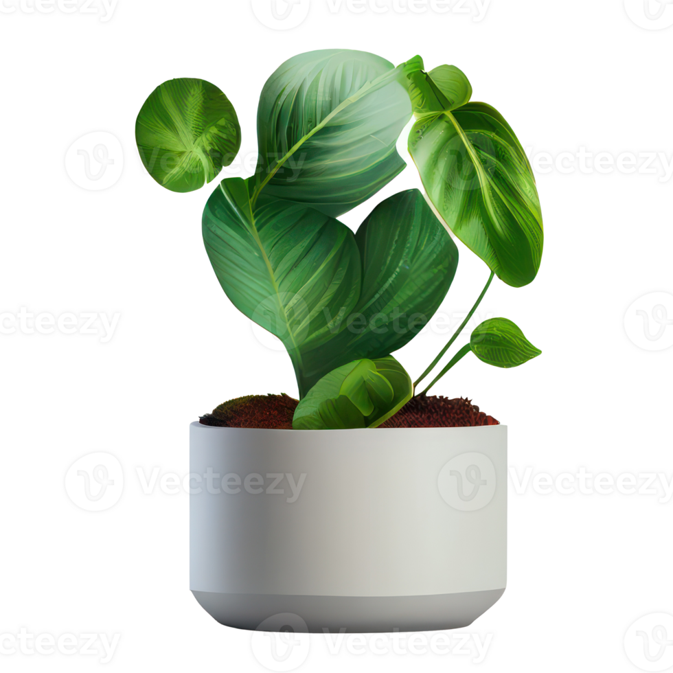 Beautiful plants in ceramic pots . png