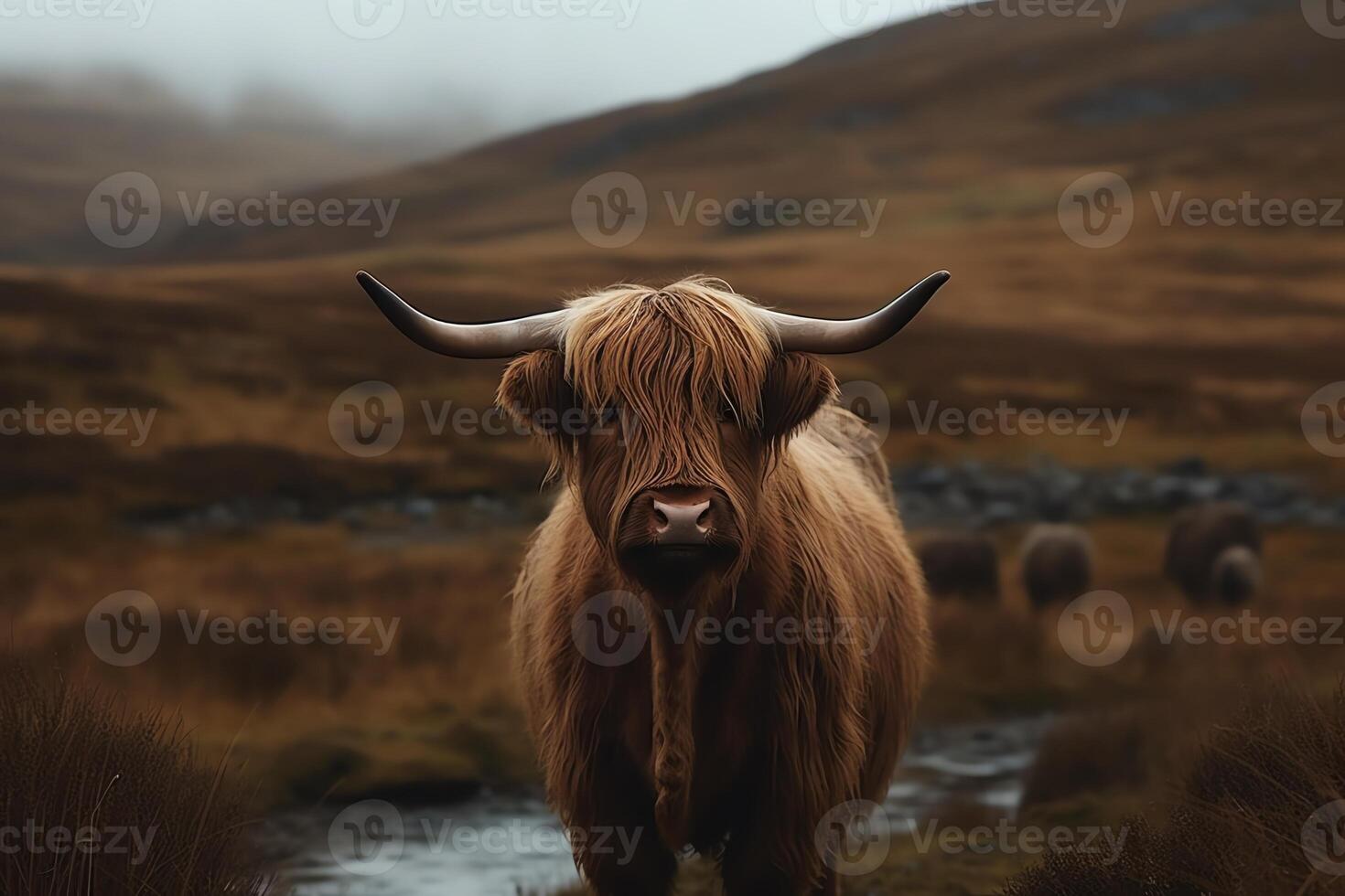 Scottish highland cow. photo