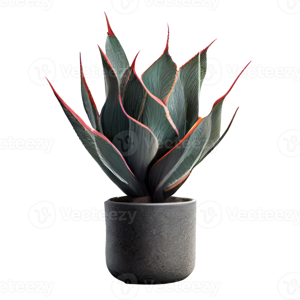 Beautiful plants in ceramic pots . png