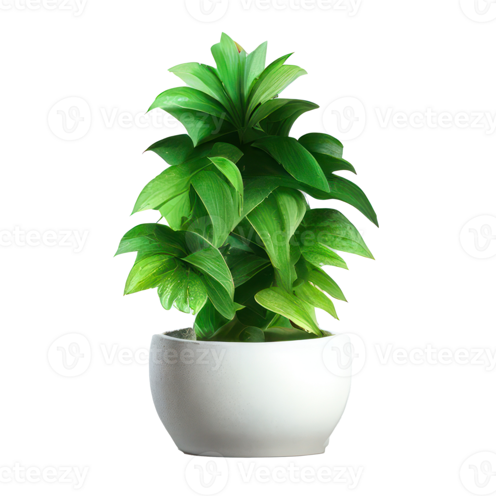 Beautiful plants in ceramic pots . png