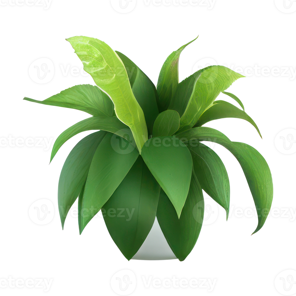 Beautiful plants in ceramic pots . png