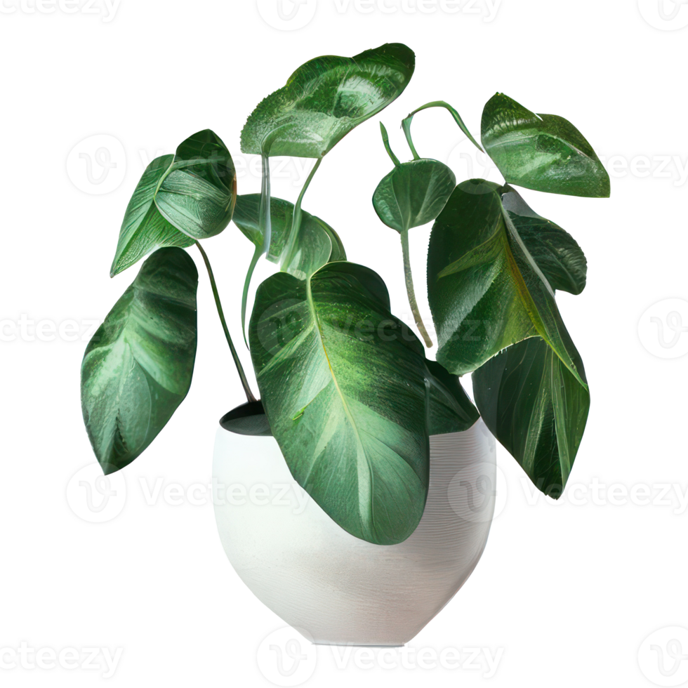 Beautiful plants in ceramic pots . png