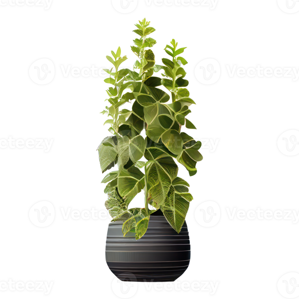 Beautiful plants in ceramic pots . png