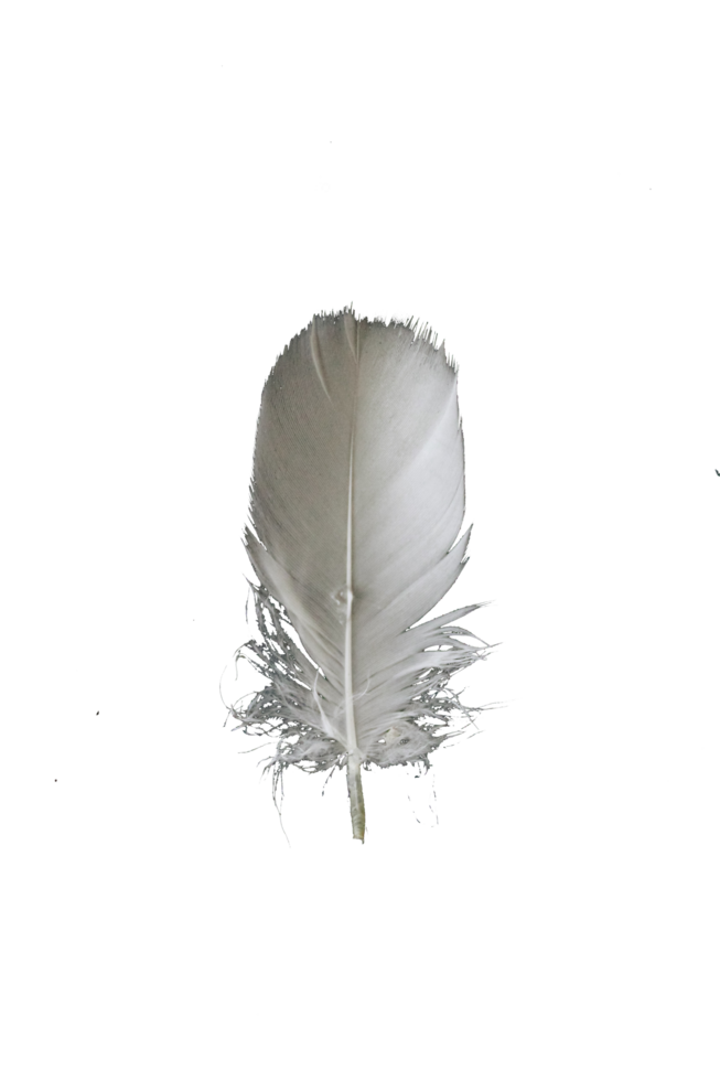 plume png image gratuit