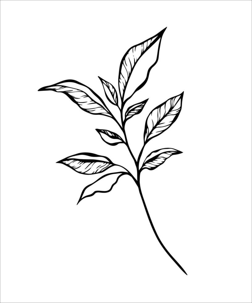 elegante negro línea Arte de un rama hoja, delicado botánico líneas vector