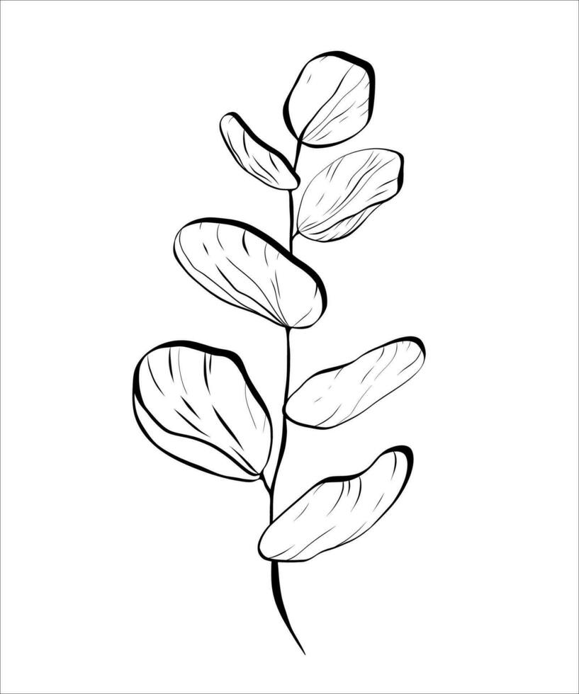 Black line art of a eukalyptus vector