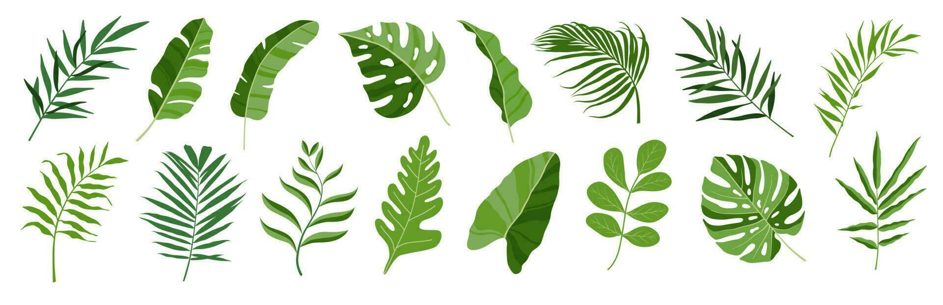 tropical hojas vector colocar. monstruo, palma hoja, Coco hoja, plátano hoja, monstruo, botánico y selva hojas diseño para naturaleza fondo, verano bandera, fondo de pantalla, modelo y huellas dactilares.