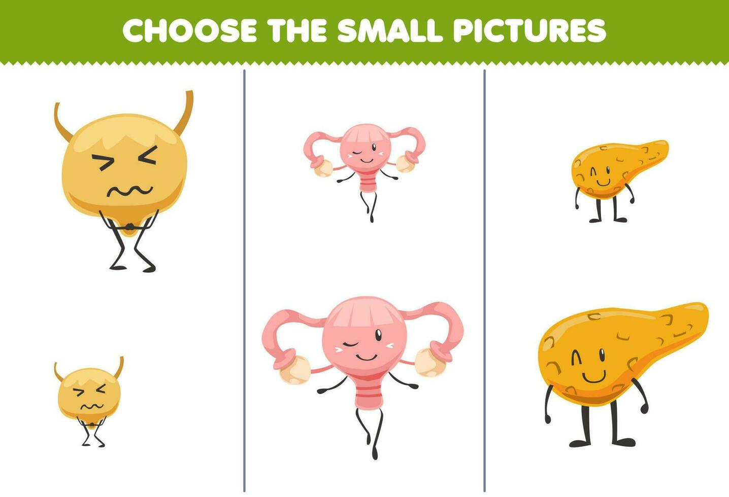 Education game for children choose the small picture of cute cartoon bladder uterus pancreas printable anatomy worksheet vector