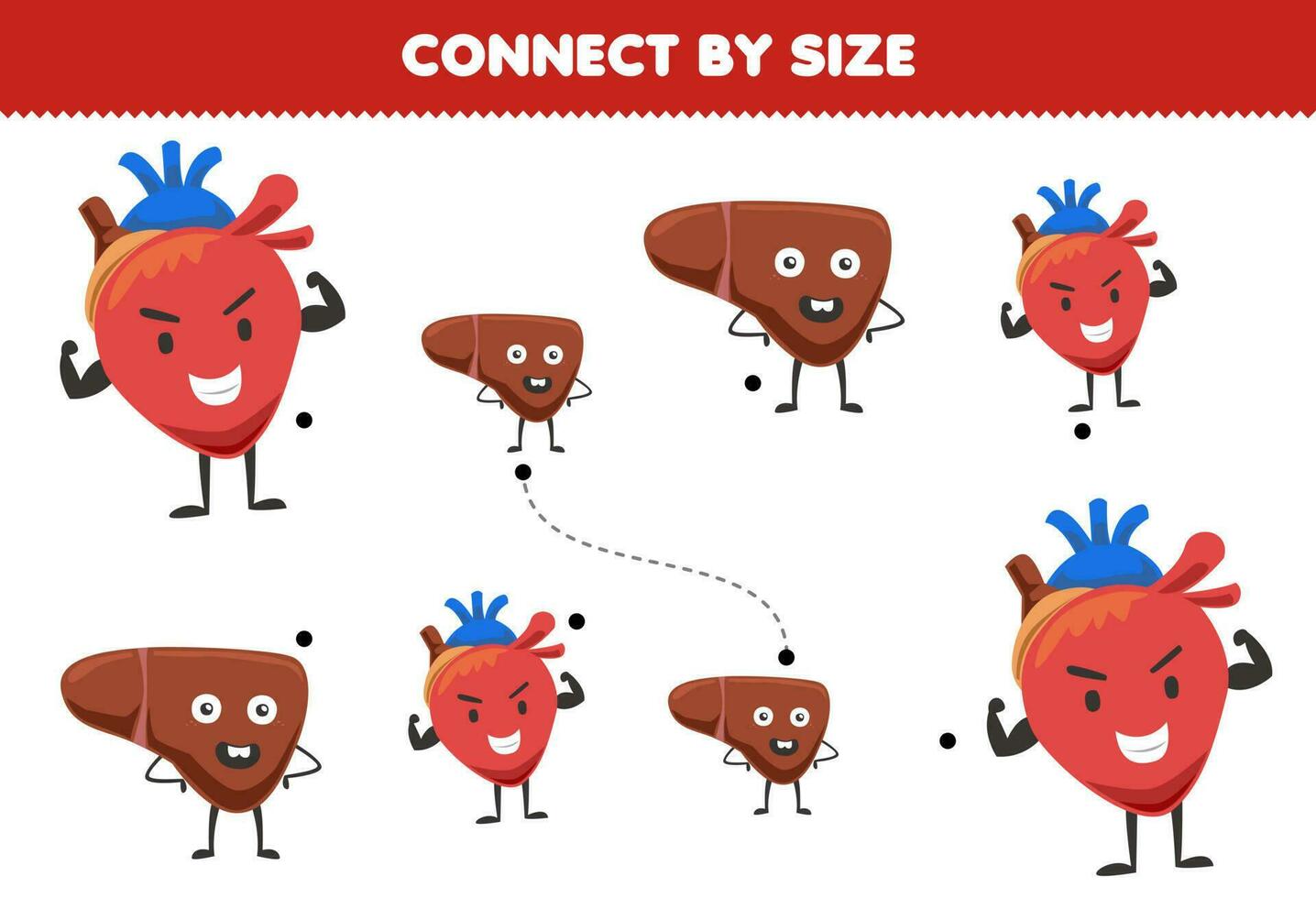 Educational game for kids connect by the size of cute cartoon heart and liver printable anatomy worksheet vector