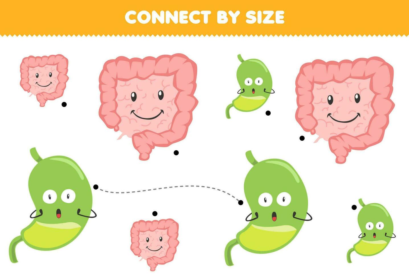 Educational game for kids connect by the size of cute cartoon intestine and stomach printable anatomy worksheet vector