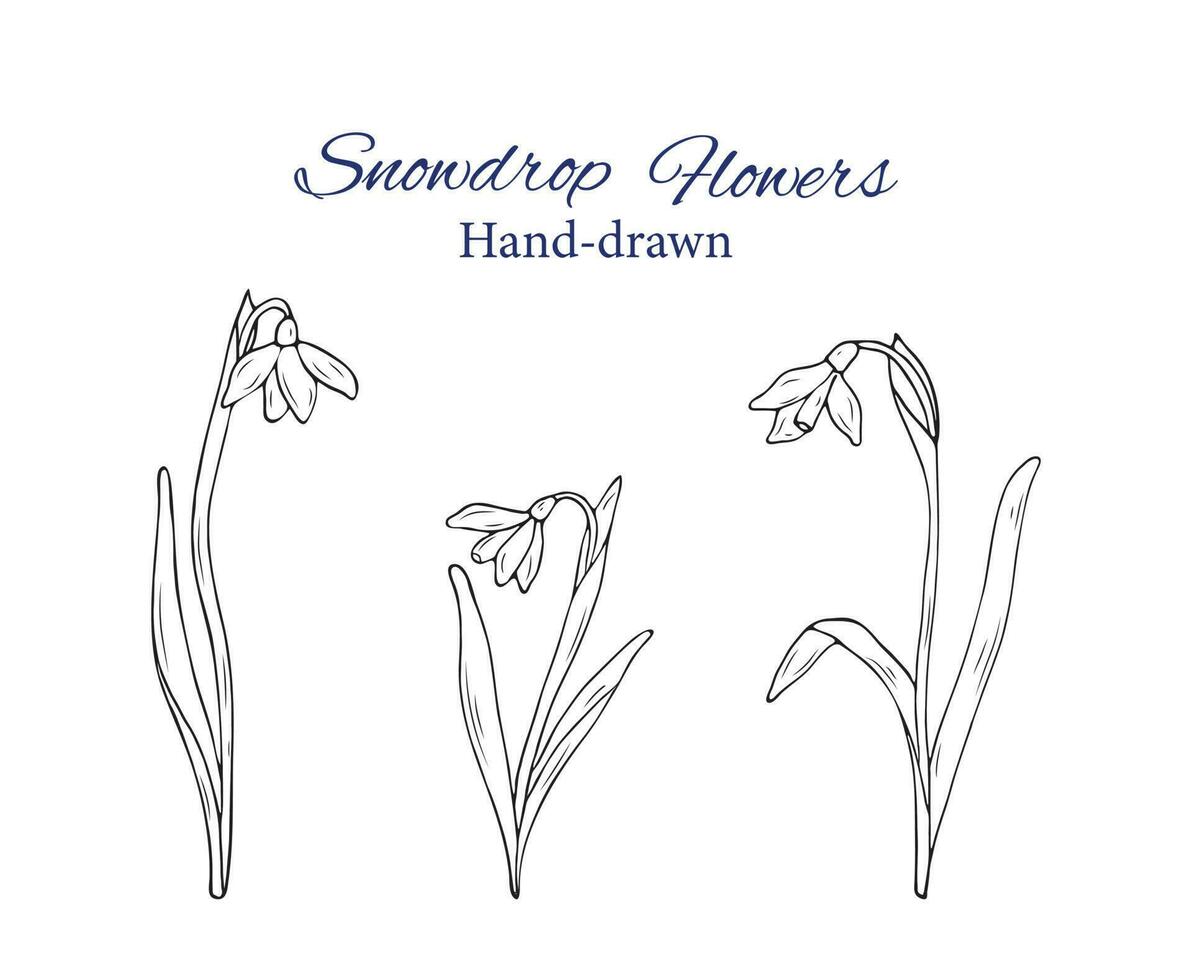 Hand-drawn bouquet of snowdrops. Botanical vector illustration. Sketch of snowdrop flowers.