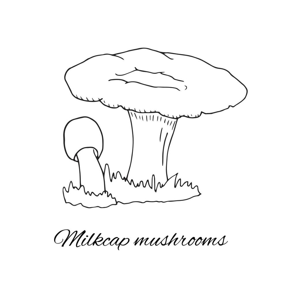 Milkcap mushrooms hand-drawn sketch. Isolated vector illustration on white background. Organic healthy food. Black and white color.
