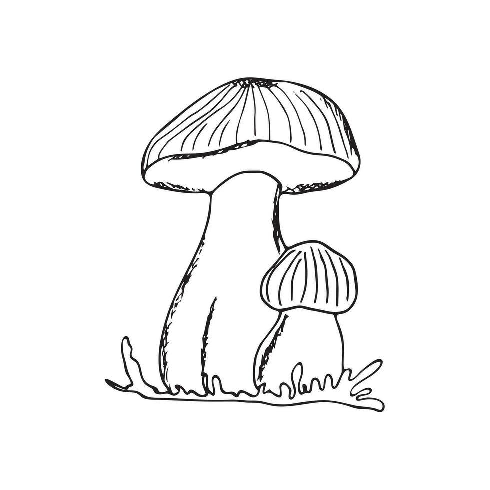 Hand drawn mushrooms vector