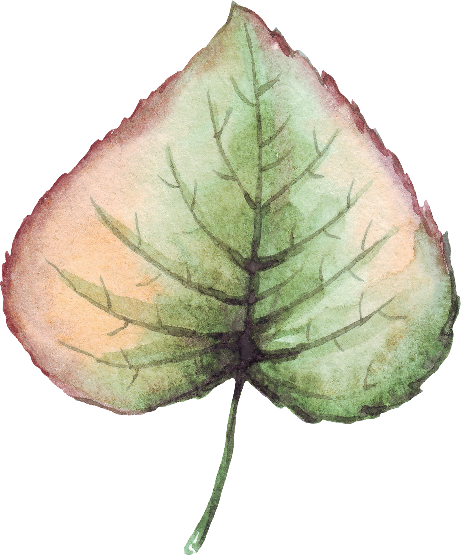 Free Fall leaf. Watercolor clipart 23364848 PNG with Transparent Background